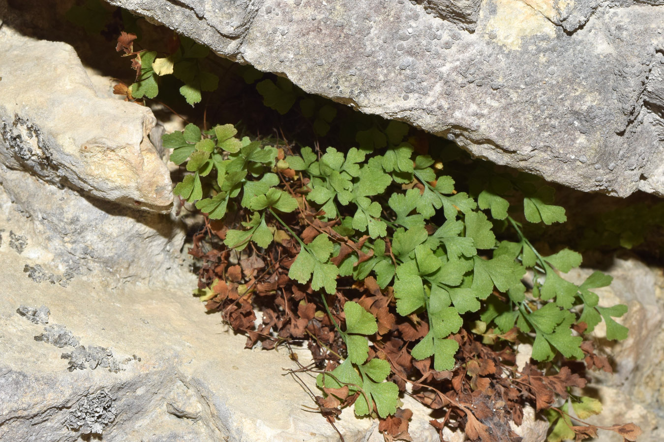 Изображение особи Adiantum capillus-veneris.