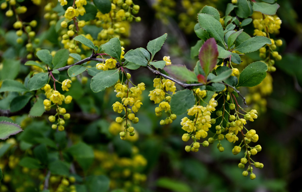 Изображение особи Berberis vulgaris.