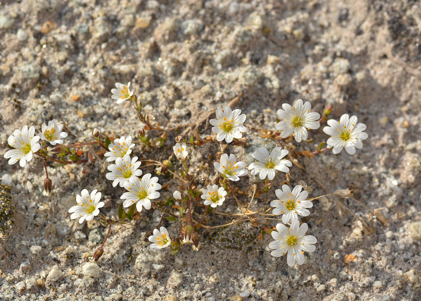 Image of Dichodon cerastoides specimen.