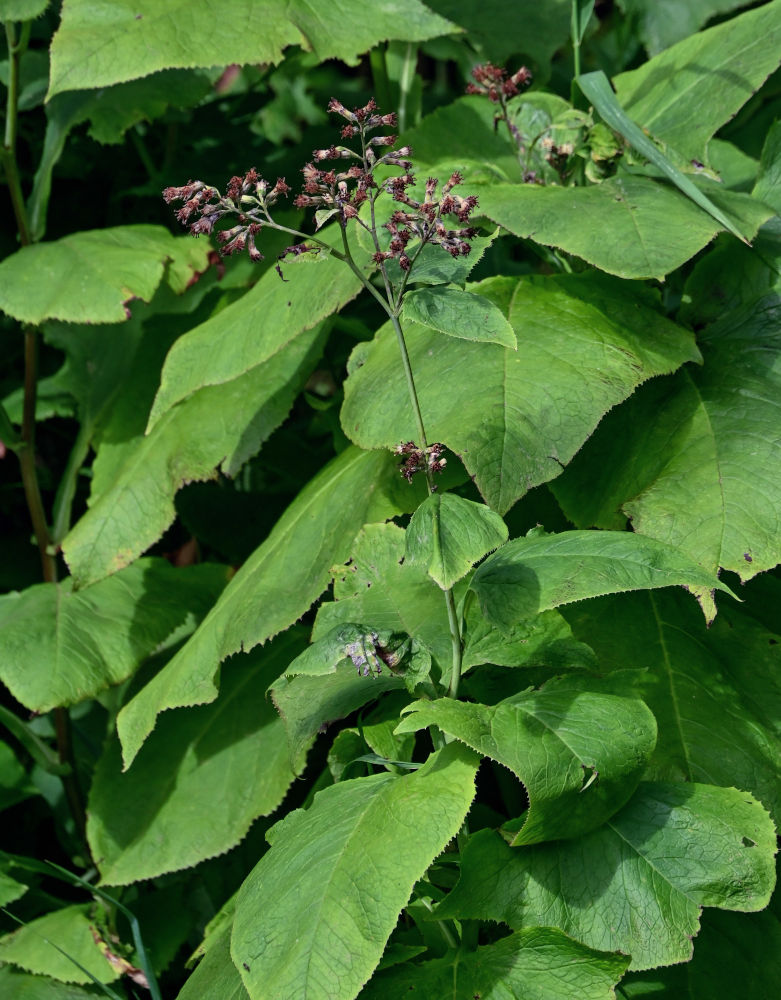 Image of Parasenecio hastatus specimen.