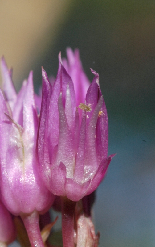 Image of Allium barsczewskii specimen.