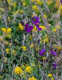 Verbascum phoeniceum. Соцветия среди цветущих Medicago и злаков. Северная Осетия, Пригородный р-н, окр. с. Даргавс, ≈ 1400 м н.у.м., луговой склон. 23.07.2022.