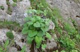 Valeriana tiliifolia. Растение с формирующимися соцветиями. Кавказский биосферный заповедник, хр. Каменное Море, выс. ≈2000 м н.у.м., карстовый провал, в задернованной трещине между камнями. 12.06.2022.