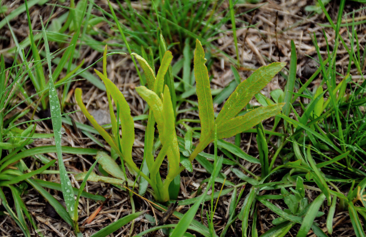 Image of Falcaria vulgaris specimen.