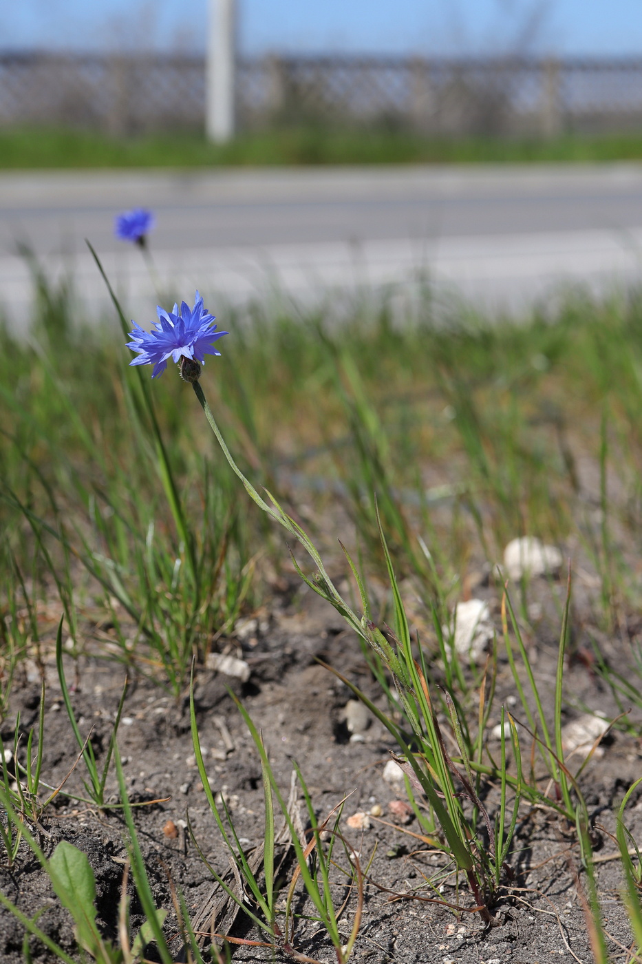 Image of Centaurea cyanus specimen.