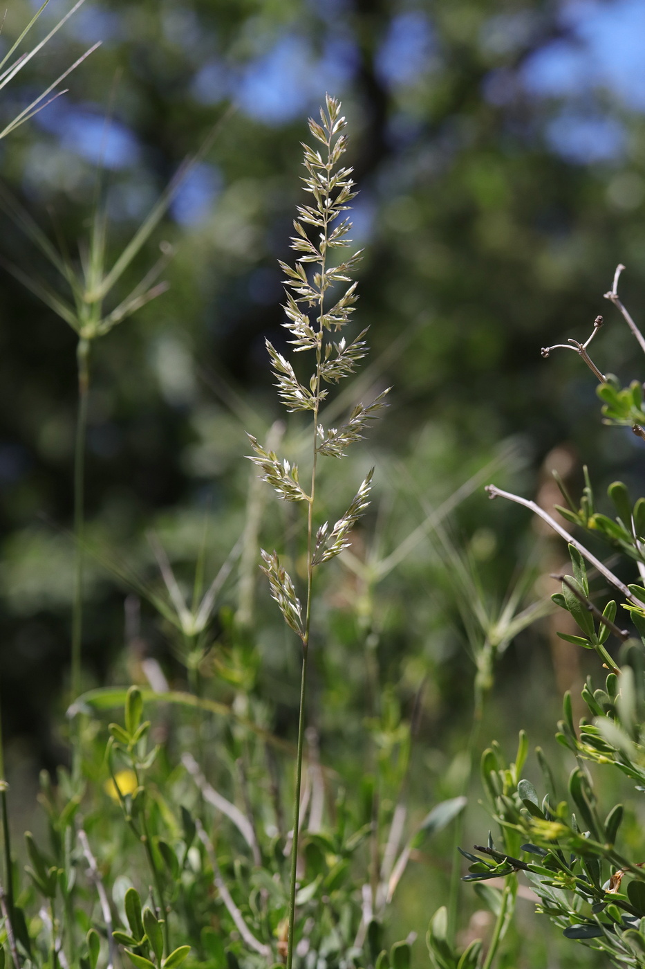 Image of Koeleria macrantha specimen.