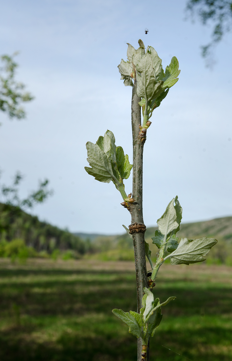 Изображение особи Populus alba.