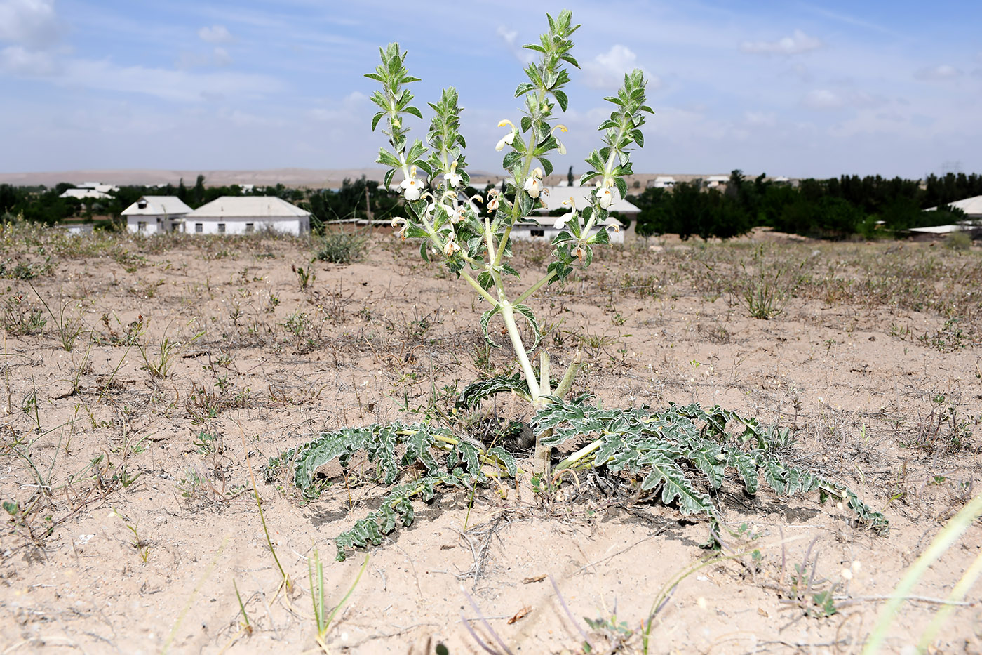 Image of Phlomoides boissieriana specimen.