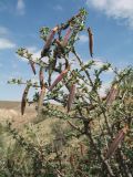 Caragana grandiflora