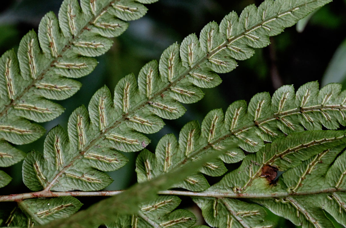 Image of Woodwardia japonica specimen.