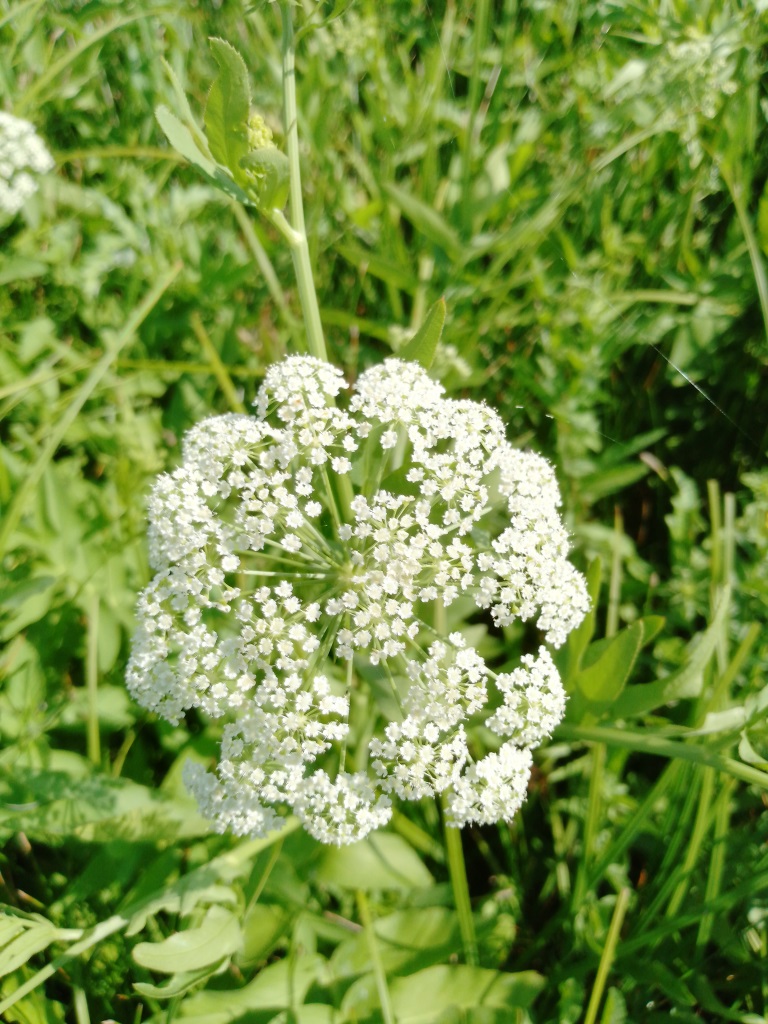 Image of genus Sium specimen.