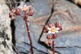 Rosularia alpestris. Соцветия с бутонами и первыми распустившимися цветками. Таджикистан, Горно-Бадахшанская автономная обл., Рушанский р-н, хр. Северо-Аличурский, Ирхтские горы, Сарезское оз., Ирхтский залив, дол. р. Лянгар, каменистая надпойменная терраса. 27 июня 2024 г.