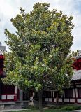 Magnolia grandiflora