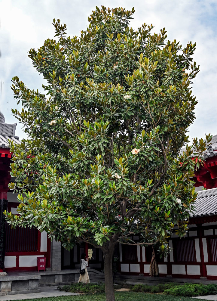 Image of Magnolia grandiflora specimen.