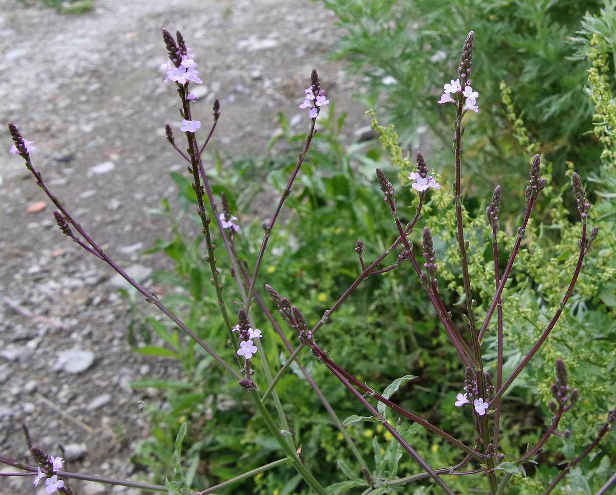 Image of Verbena officinalis specimen.