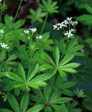 Galium odoratum