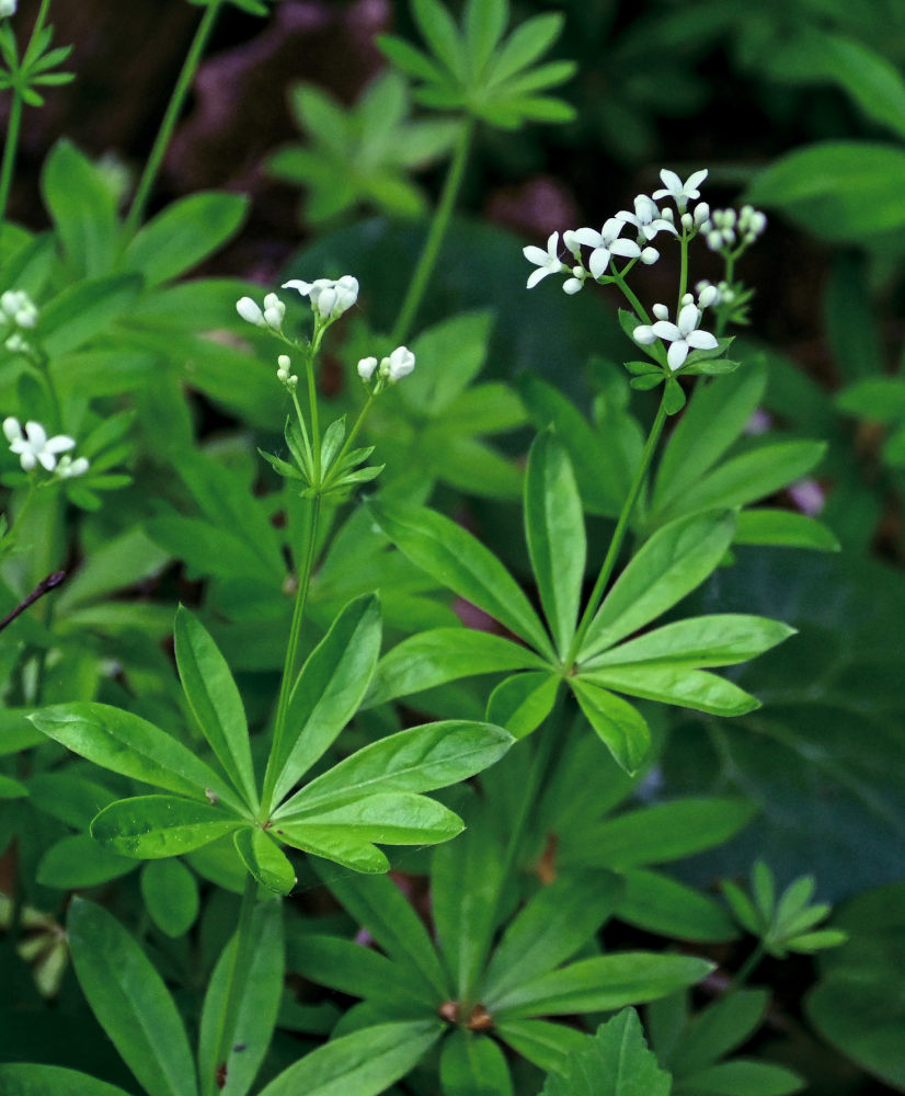 Изображение особи Galium odoratum.