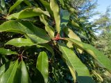 Photinia serratifolia. Верхушка побега. Крым, Южный Берег, подножие горы Аю-Даг, окр. ПГТ Партенит, парк. 24.05.2024.