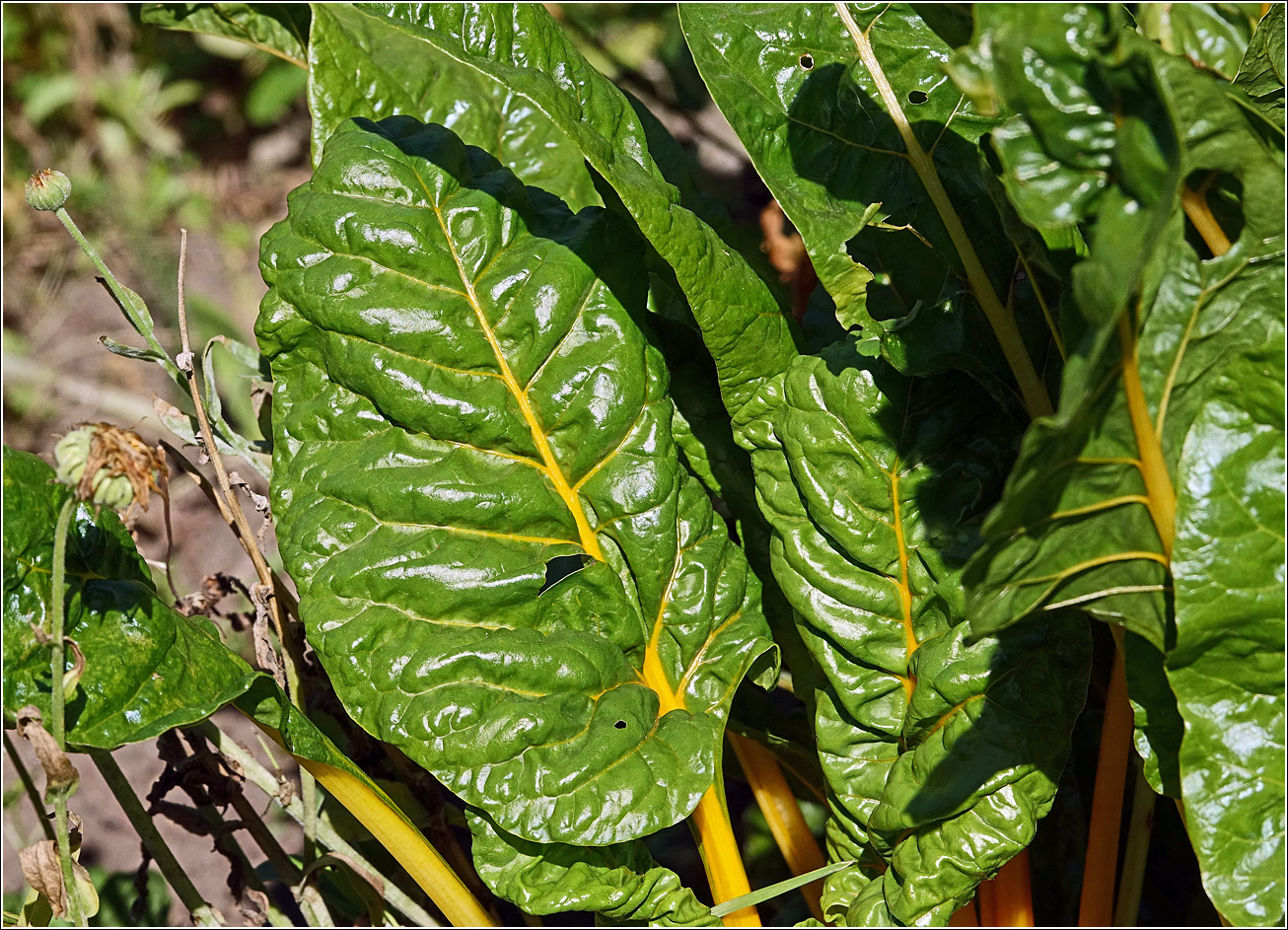 Image of Beta vulgaris specimen.