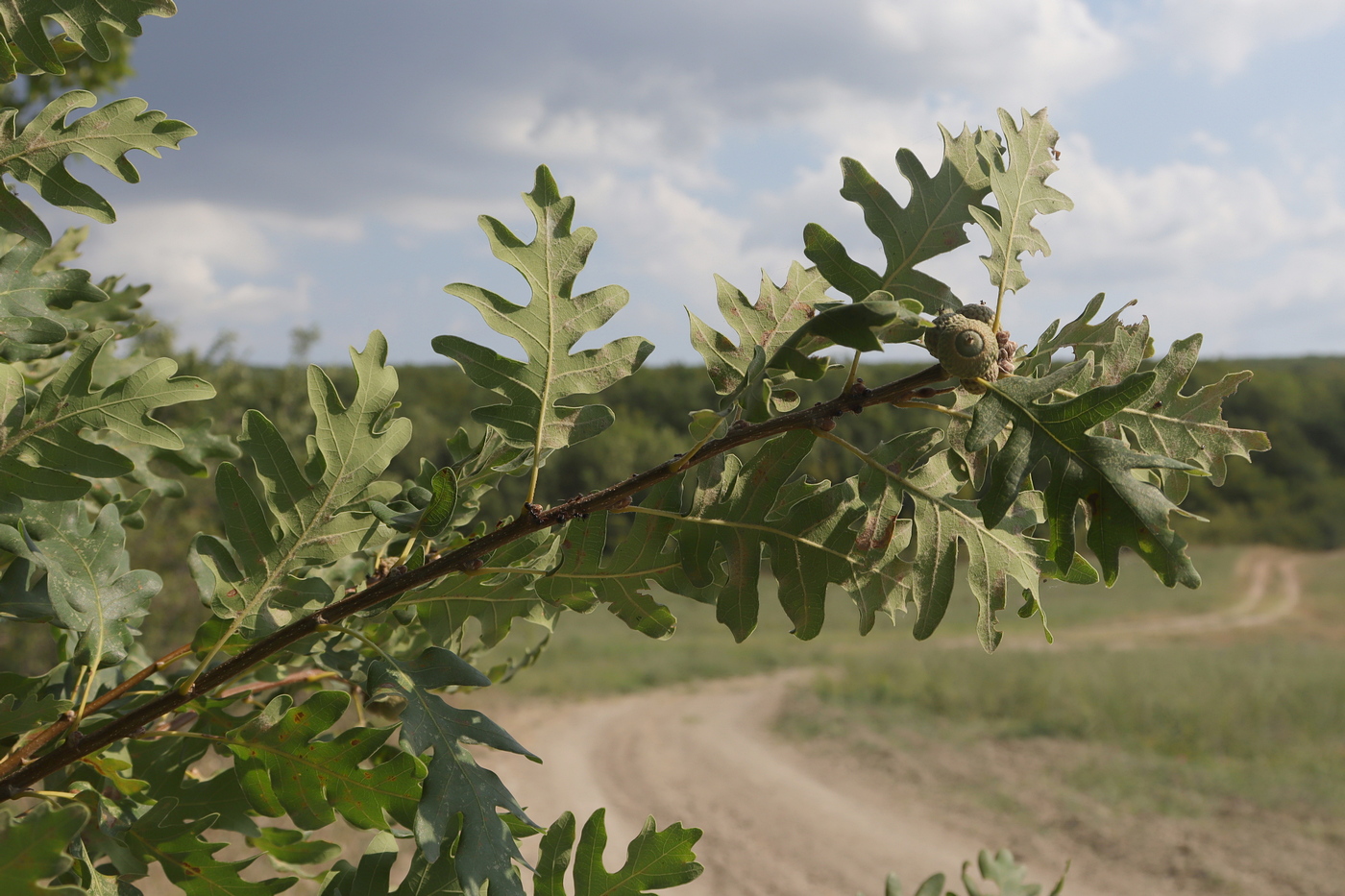 Image of Quercus dalechampii specimen.