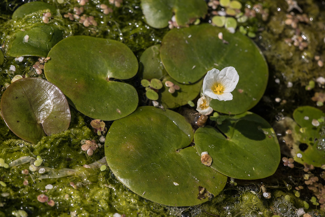 Image of Hydrocharis morsus-ranae specimen.