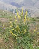 Verbascum laxum