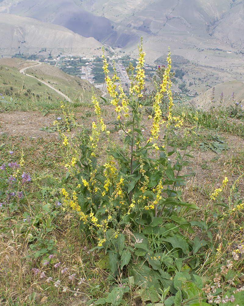 Изображение особи род Verbascum.