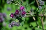 Arctium tomentosum. Верхушка побега с соцветиями. Вологодская обл., Вологодский р-н, окр. дер. Кирики-Улита, опушка смешанного леса. 14.07.2024.