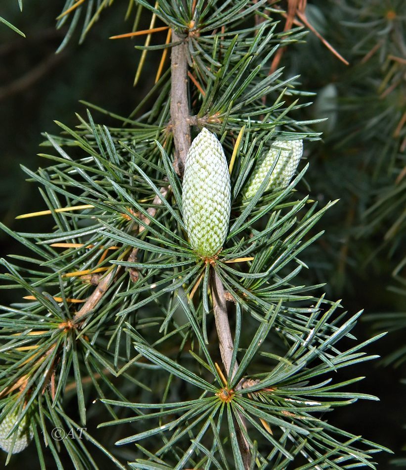 Image of genus Cedrus specimen.