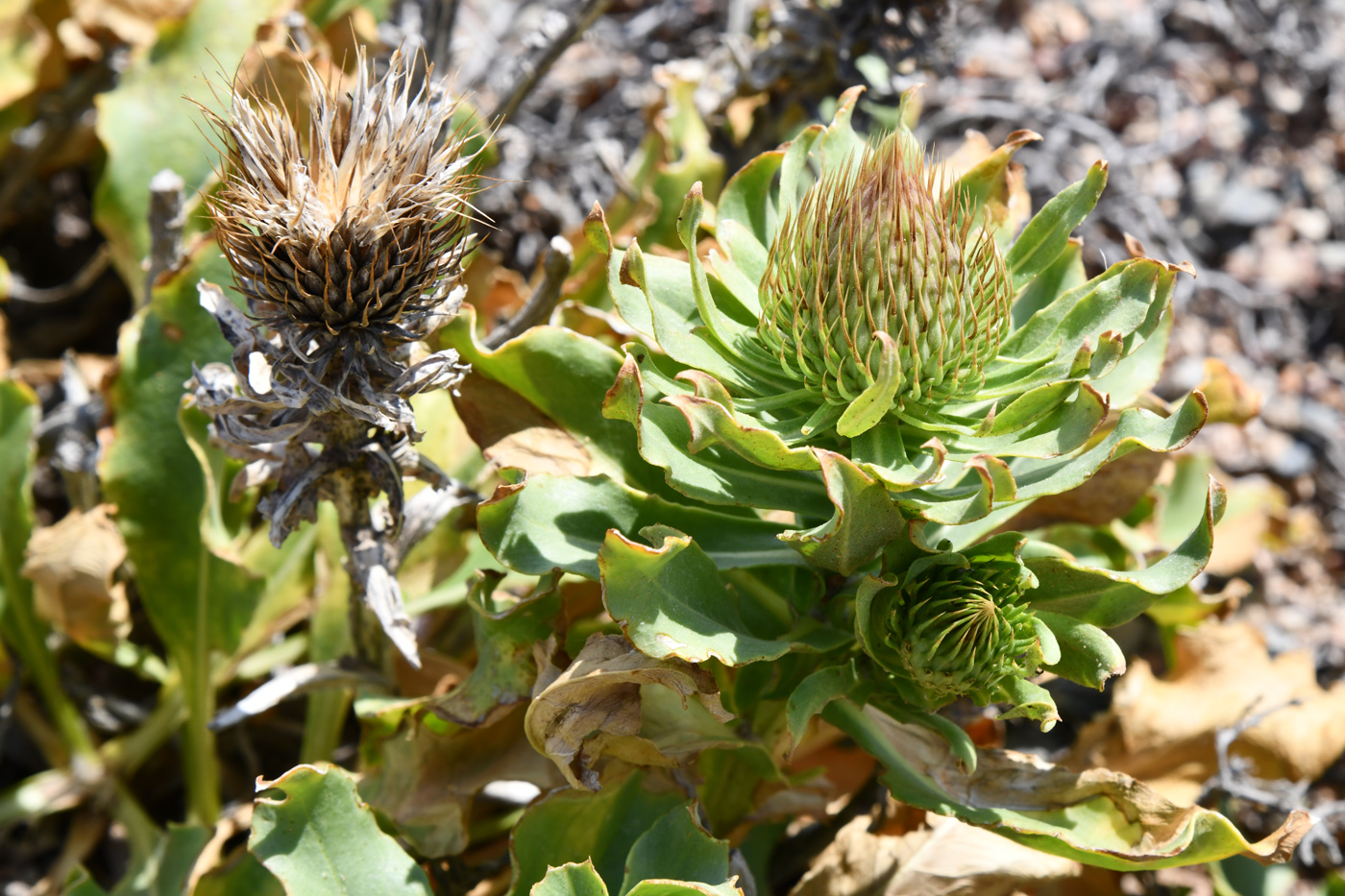 Image of Jurinea robusta specimen.