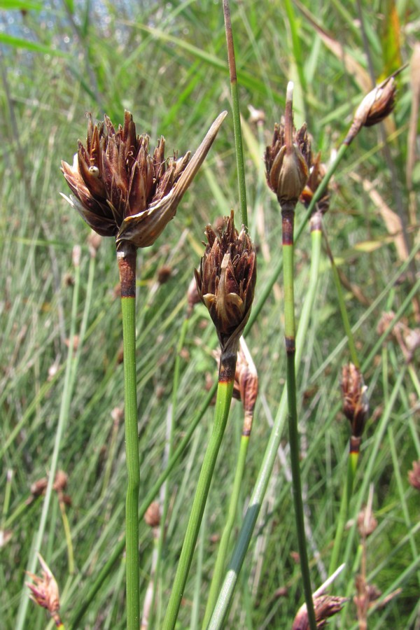 Image of Schoenus nigricans specimen.