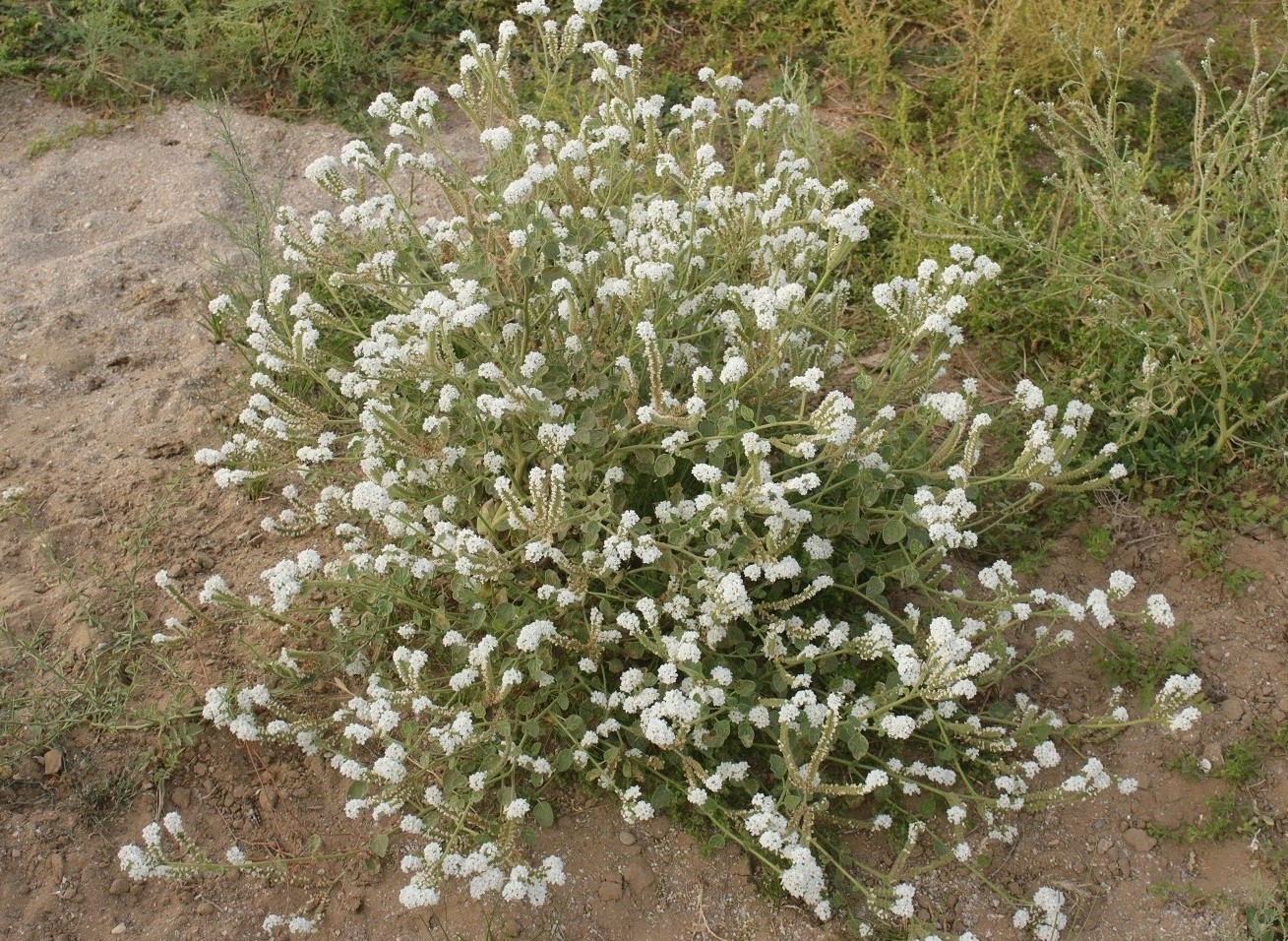 Image of Heliotropium europaeum specimen.