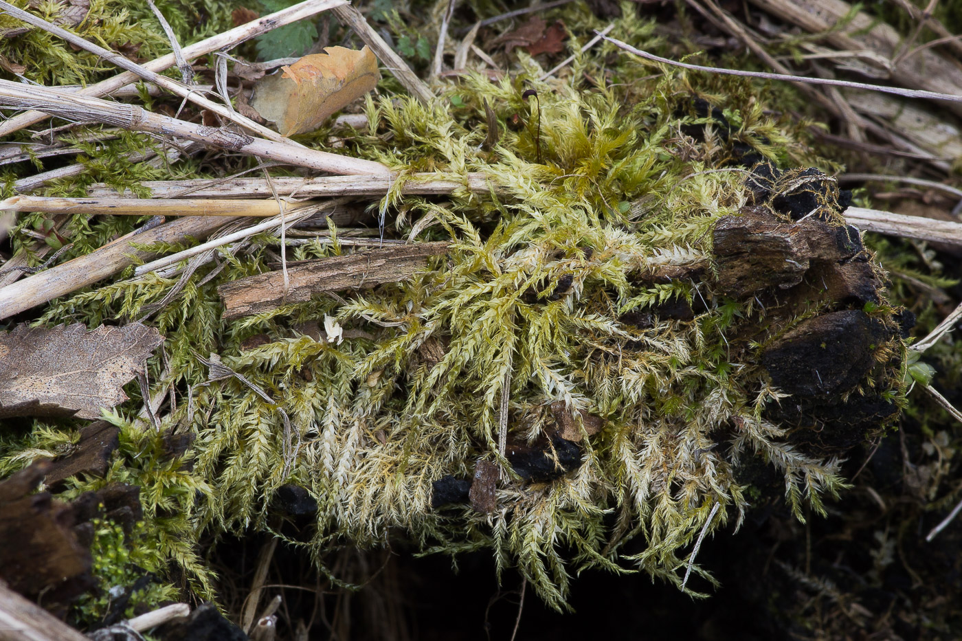 Image of familia Brachytheciaceae specimen.