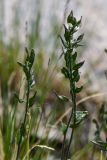 Draba parviflora. Верхушка цветущего и плодоносящего растения. Казахстан, Тянь-Шань, хр. Заилийский Алатау, Малое Алматинское ущ., пер. Талгар, ≈ 3200 м н.у.м., каменистый склон. 25 июля 2024 г.