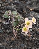 Papaver alboroseum. Цветущее растение. Камчатский край, Елизовский р-н, природный парк \"Вулканы Камчатки\", южный участок, кластер \"Налычевский\", памятник природы экструзия «Верблюд», каменистая осыпь. 11.08.2024.