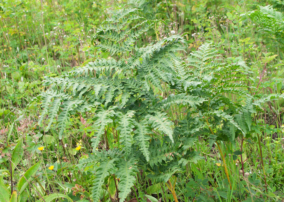 Image of Pteridium japonicum specimen.