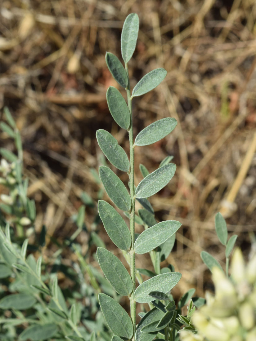 Image of Goebelia pachycarpa specimen.