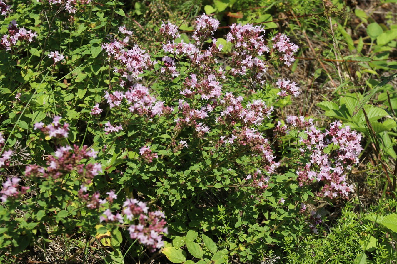 Изображение особи Origanum vulgare.