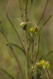 View full-size image Erysimum canescens