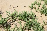 Смотреть изображение семейство Chenopodiaceae