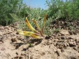 View full-size image Astragalus macropetalus