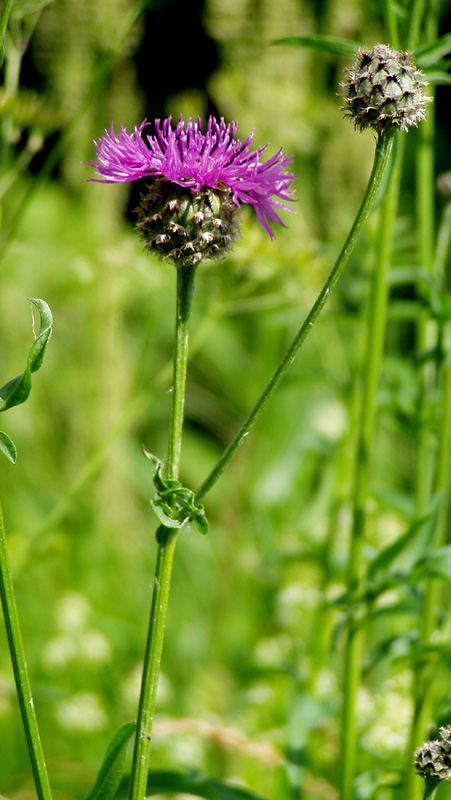 Image of Centaurea scabiosa specimen.