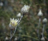 Смотреть изображение Xeranthemum annuum