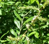 View full-size image genus Salix