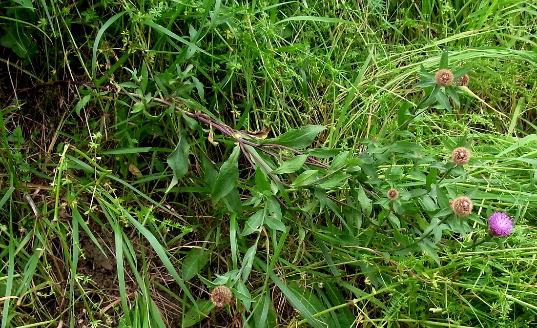 Image of Centaurea debeauxii specimen.