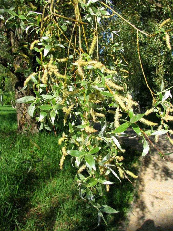 Image of Salix alba specimen.