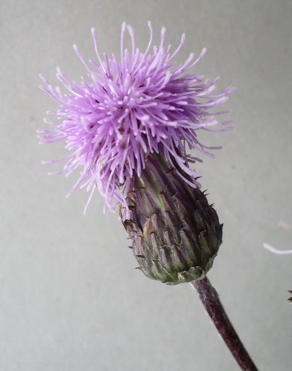 Изображение особи Cirsium setosum.