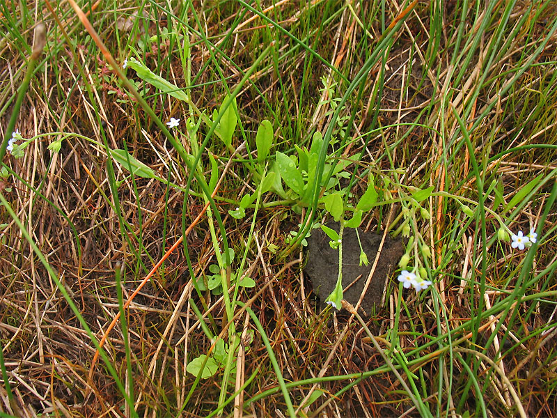 Image of Myosotis cespitosa specimen.