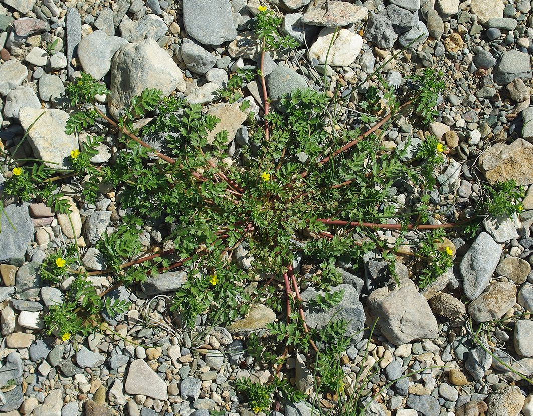 Image of Potentilla supina ssp. paradoxa specimen.