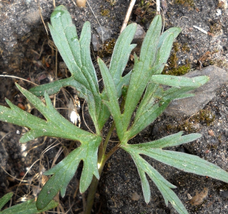 Image of genus Ranunculus specimen.